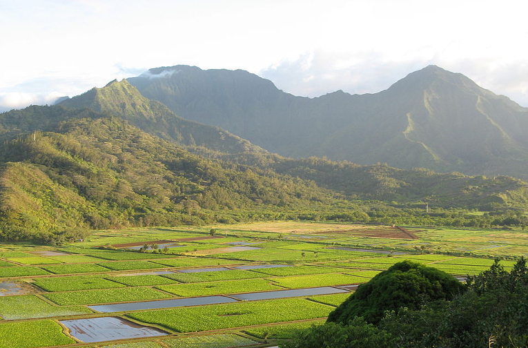 taro fields