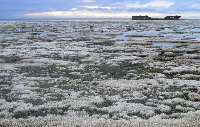 bleached coral