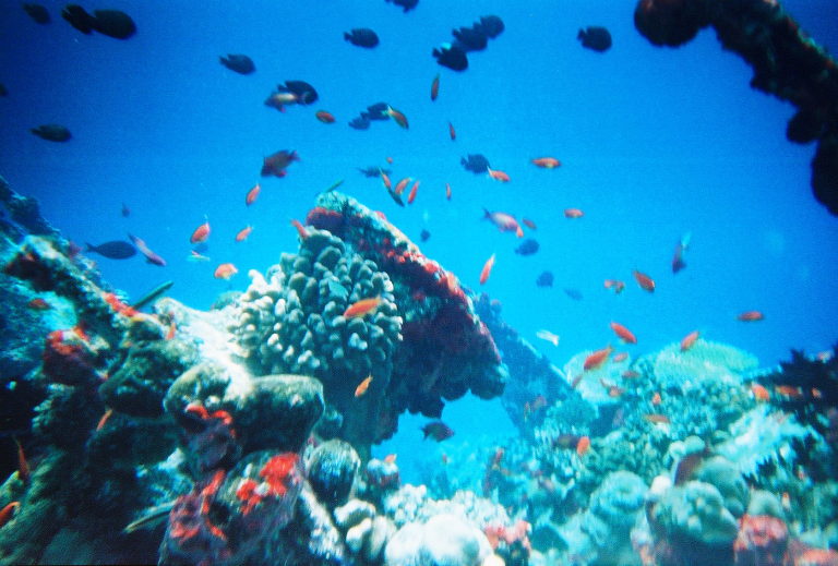coral reef