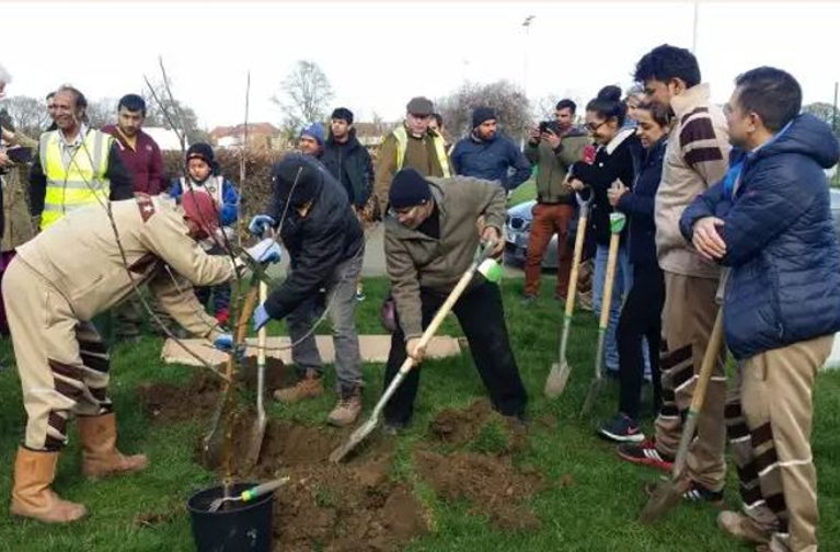 tree planting