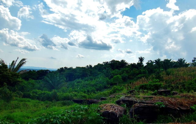 agroecological cacao plantation