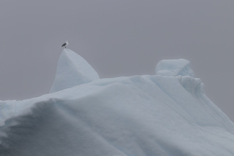 Seagull On Iceberg, Greenland