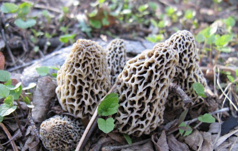 morel mushrooms