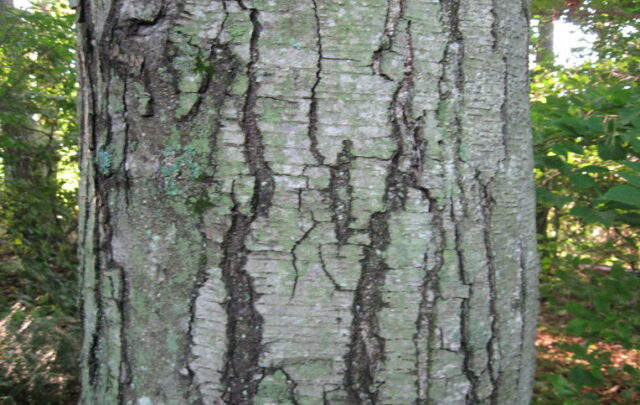 Black birch tree