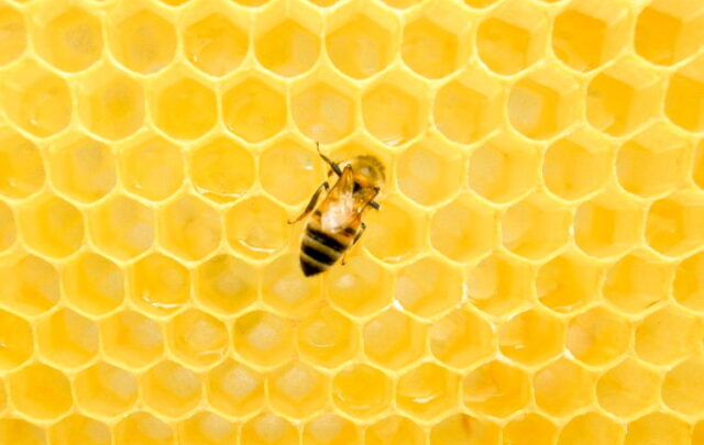 bee