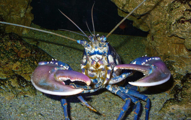 European lobster