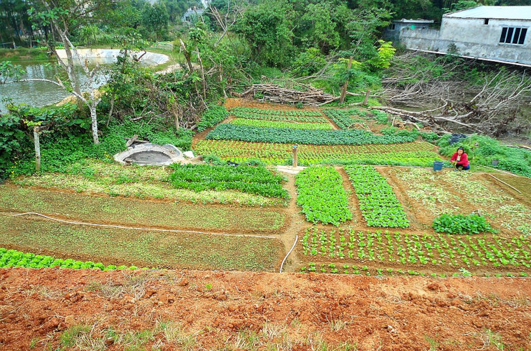 small farm in China