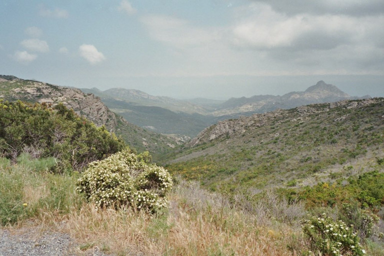 Spanish maqui scrubland