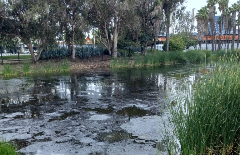 La Brea tar pits