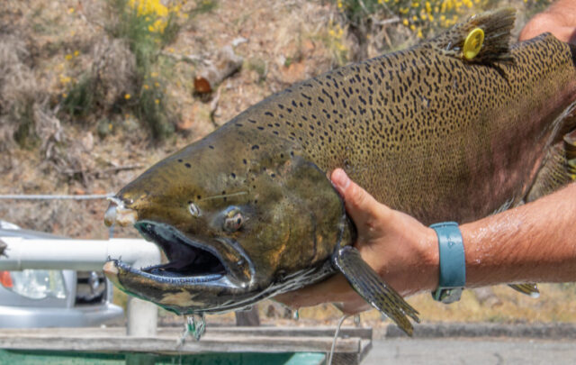 Winter-run Chinook