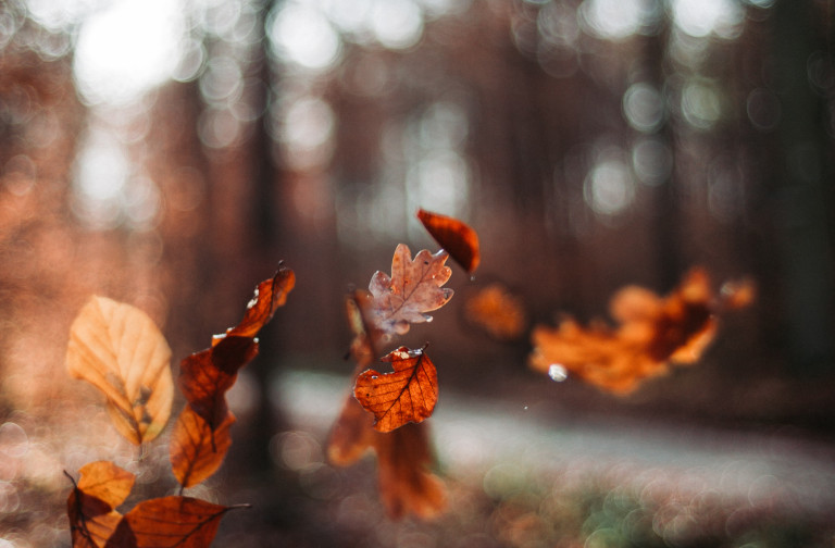 falling leaves
