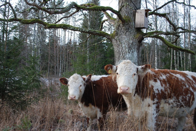 Gunnar Rundgren's cows