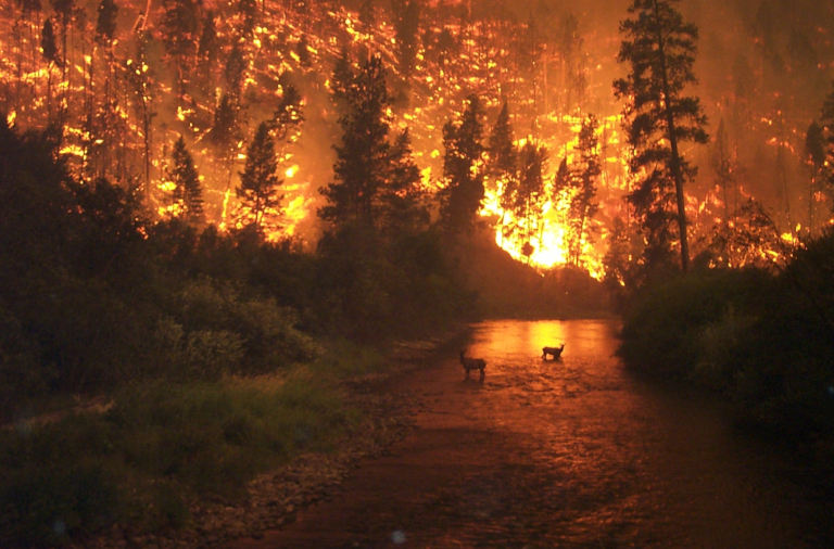 Wildfire in Montana