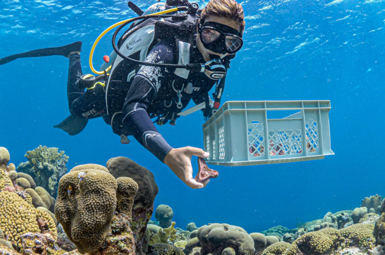 outplanting coral reefs
