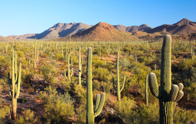 Sonoran Desert