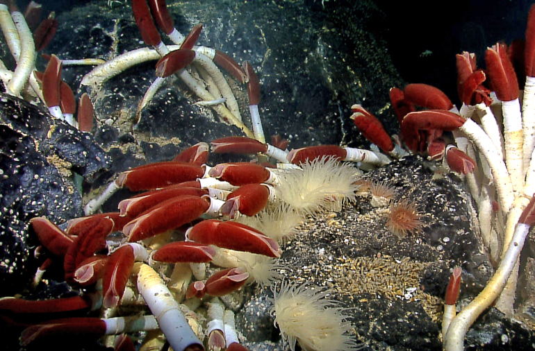 Deep sea giant tube worms