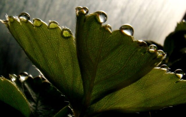 Morning dew on my strawberries