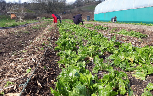 Sims Hill Shared Harvest