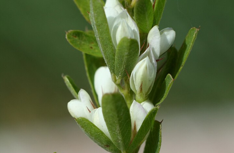 Chinese bushclover