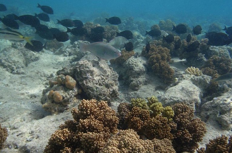 Sharm El Sheikh seabed early morning after sun rise.