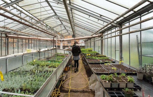 Gärtnerei PeterSilie