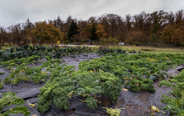 Kale fields