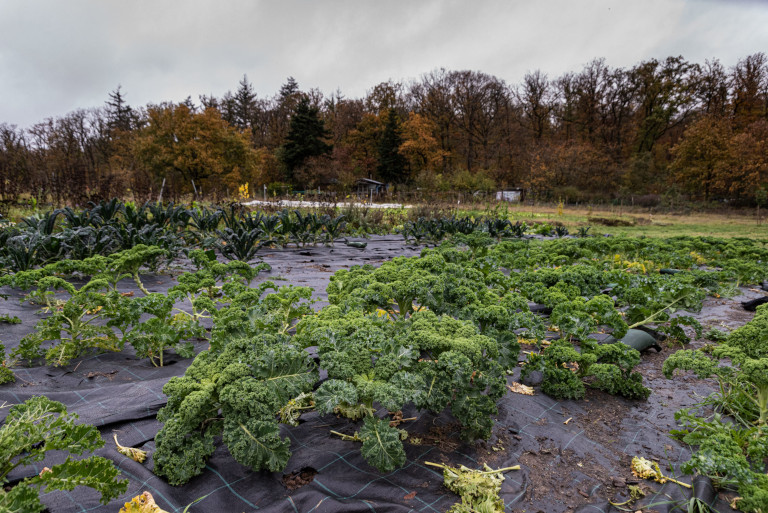 Kale fields