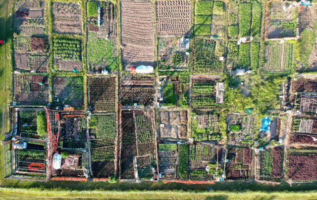 Neighbourhood urban garden