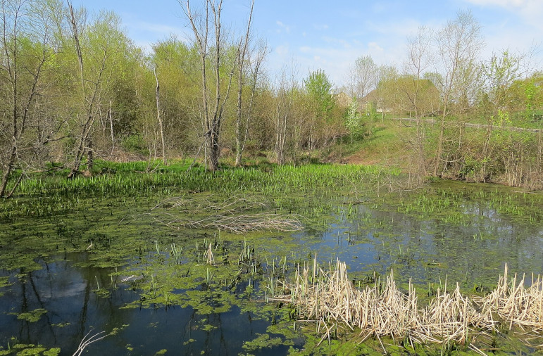 carbon sequestration in a wetland