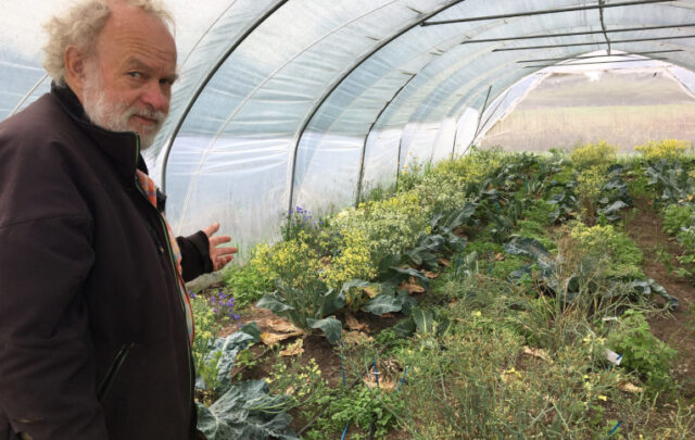 Cauliflower seed production