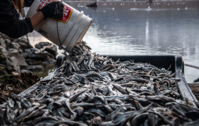 Pouring eulachon catch into bins