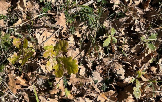 oak saplings