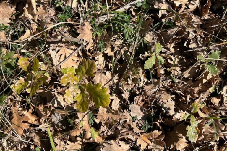 oak saplings