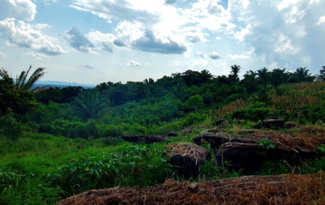 Cacao plantation using Mayan techniques.