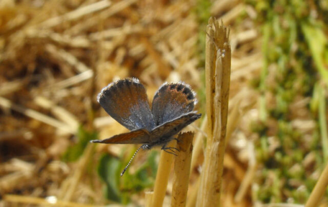Pygmy blue butterfly