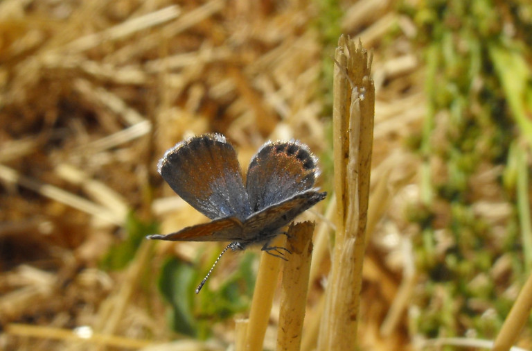Pygmy blue butterfly