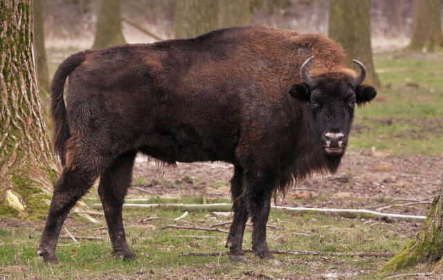 Bison