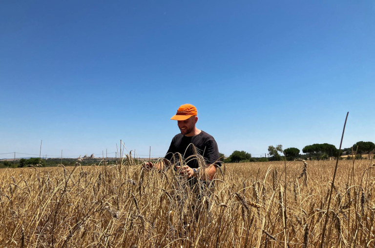 Growing ancient grains in Portugal