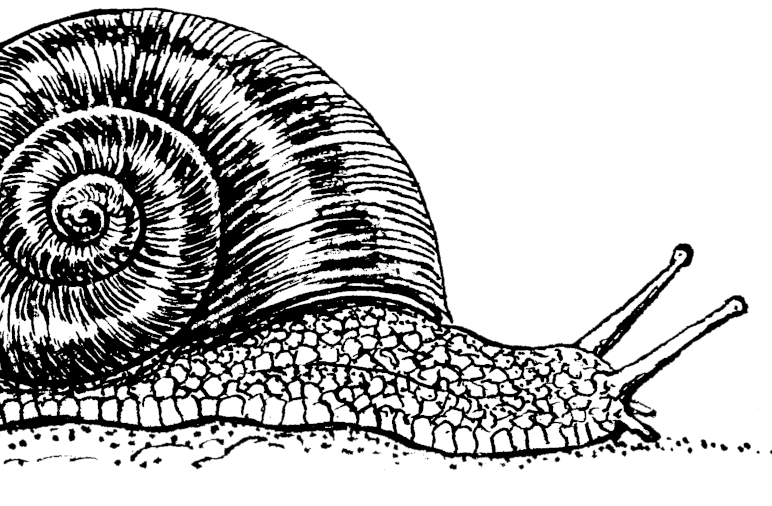Degrowth snail