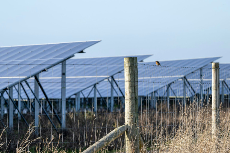 solar farm with stonechat