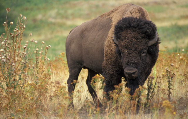 American bison