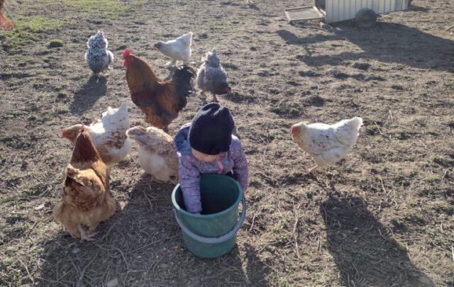 Feeding the chickens