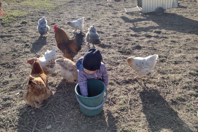 Feeding the chickens