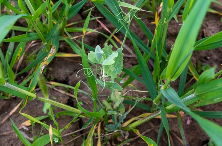 Close-up of the mix of triticale, spelt, and fava beans at the Bergerie. Photo: Adèle Violette