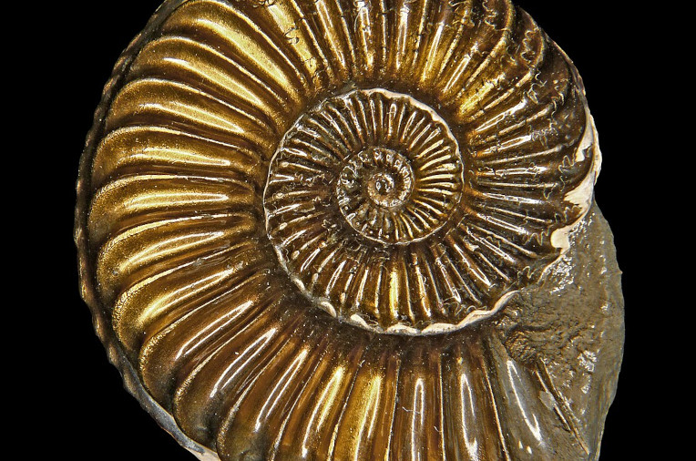 Ammonite