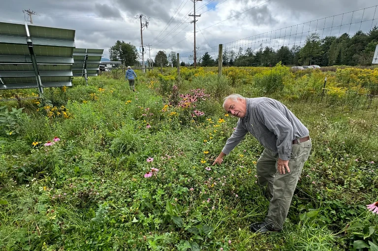 solar panels in field with pollinators