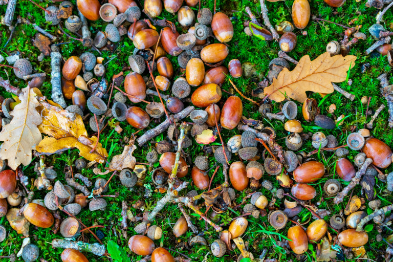 Acorns