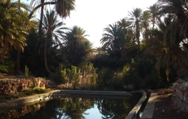 oasis in Algeria