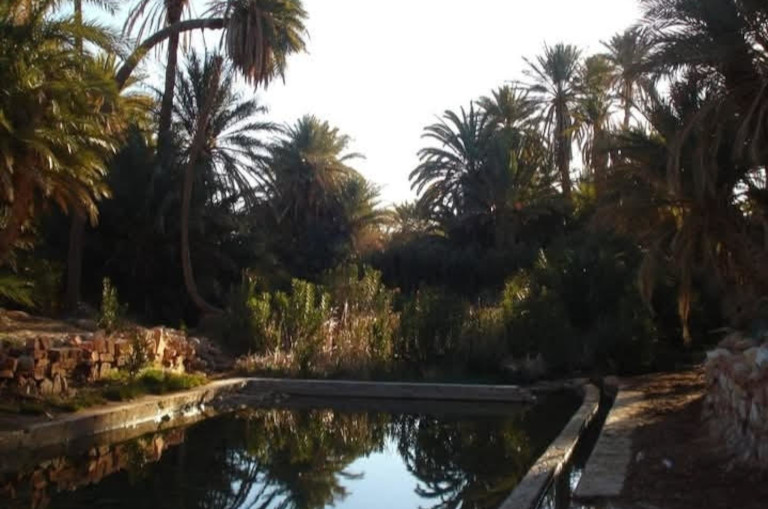 oasis in Algeria