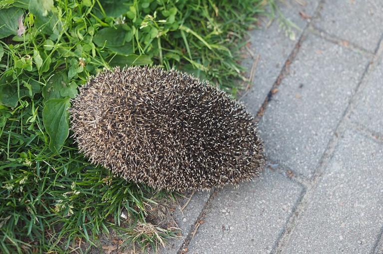 Threatened hedgehog